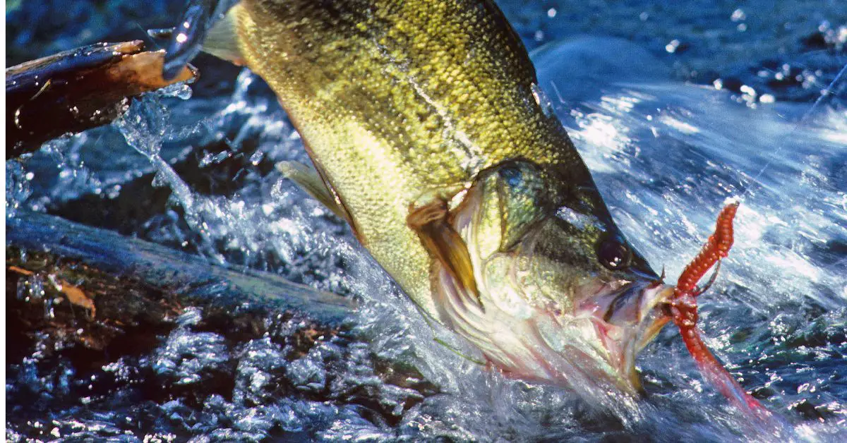 plastic worm fishing rig how to