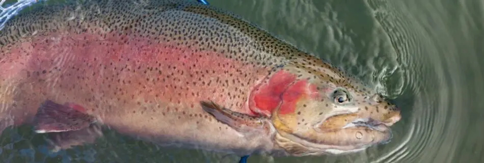 rainbow trout endangered
