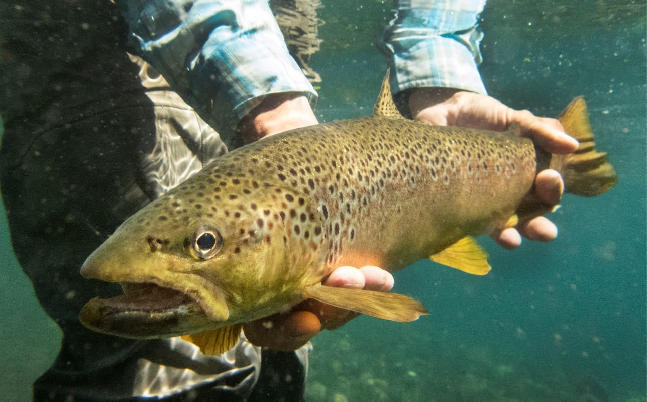 The Best Trout Fishing Rods for the Money 5 Budget Picks Go Fishing