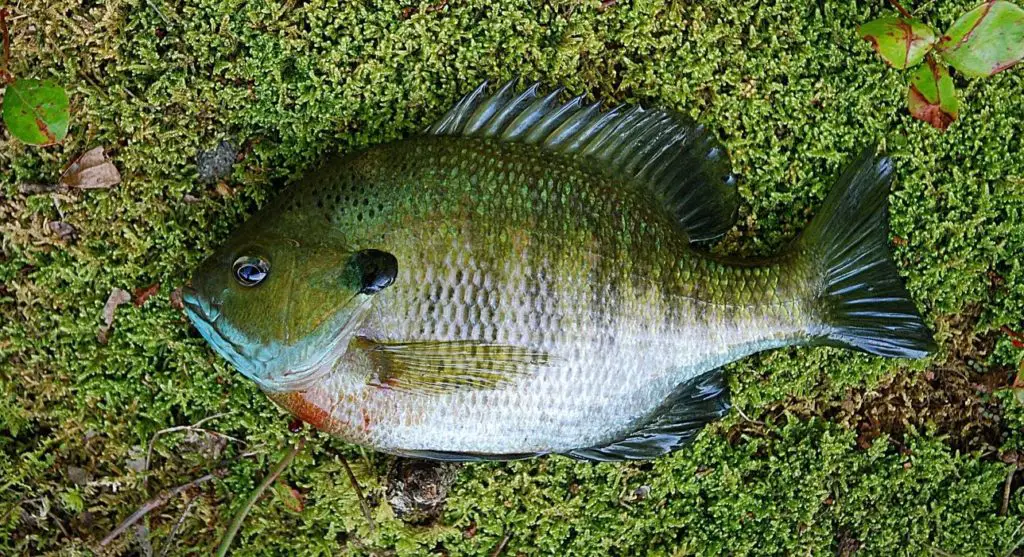 The 4 Best Rods for Bluegill Fishing Go Fishing, Go Outdoors
